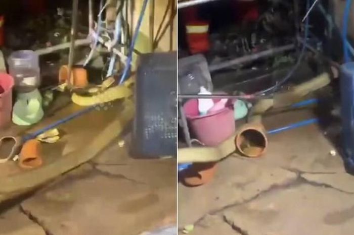 Bắt sống rắn hổ mang chúa dài 4 mét ẩn nấp trong bếp nhà dân - Tạp chí Người Đưa Tin