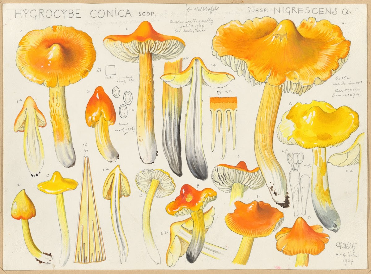 Hygrocybe conica Scop subsp nigrescens Q 1915 1945