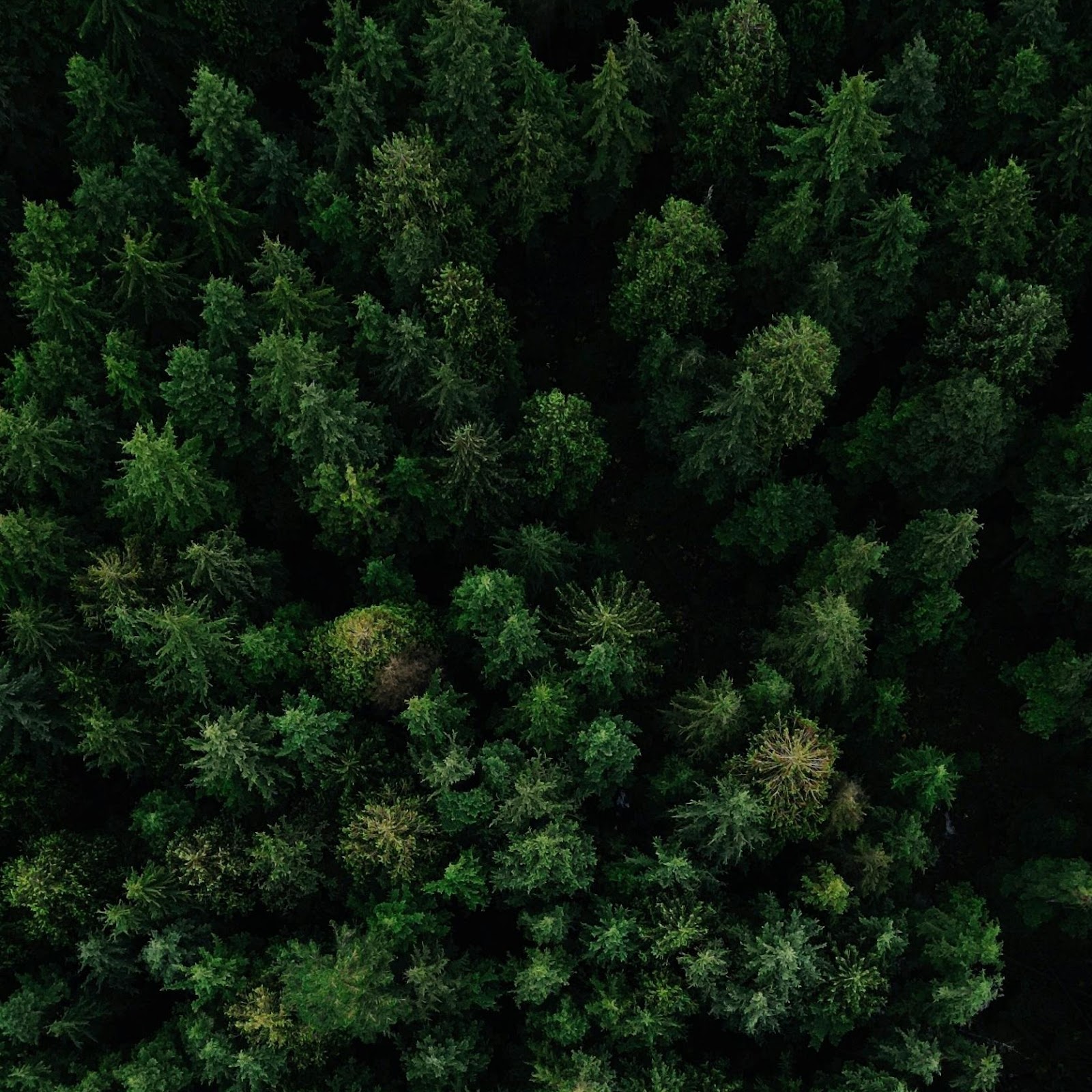 Download Dense Green Pine Forest 2K iPhone