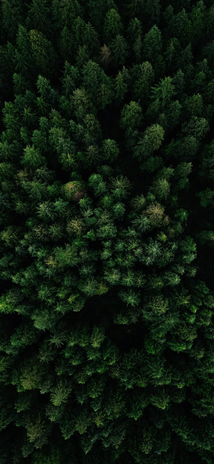 Dense Green Pine Forest - Aerial Nature Photography 2K iPhone Wallpaper (1672x3622)