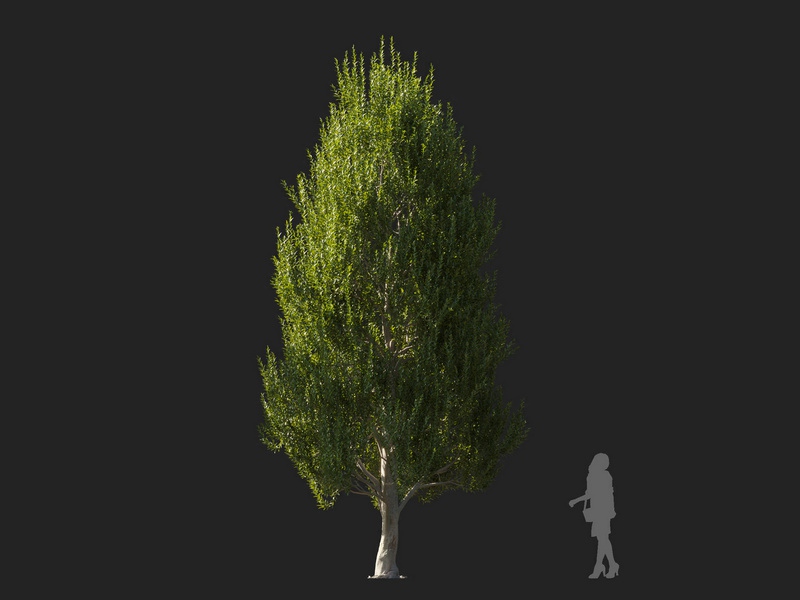 Maxtree - Plant Models Vol.127