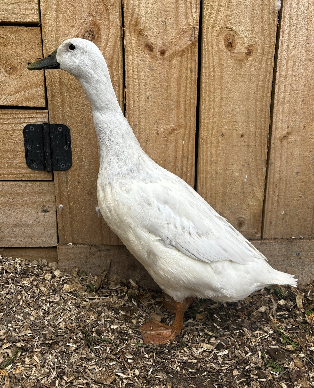 Silver Runner Duckling