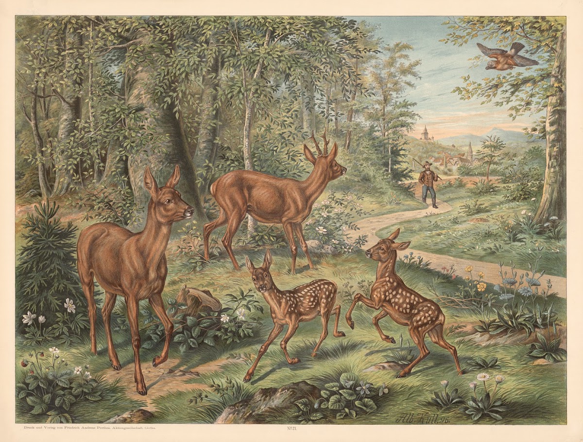 Deer 1880