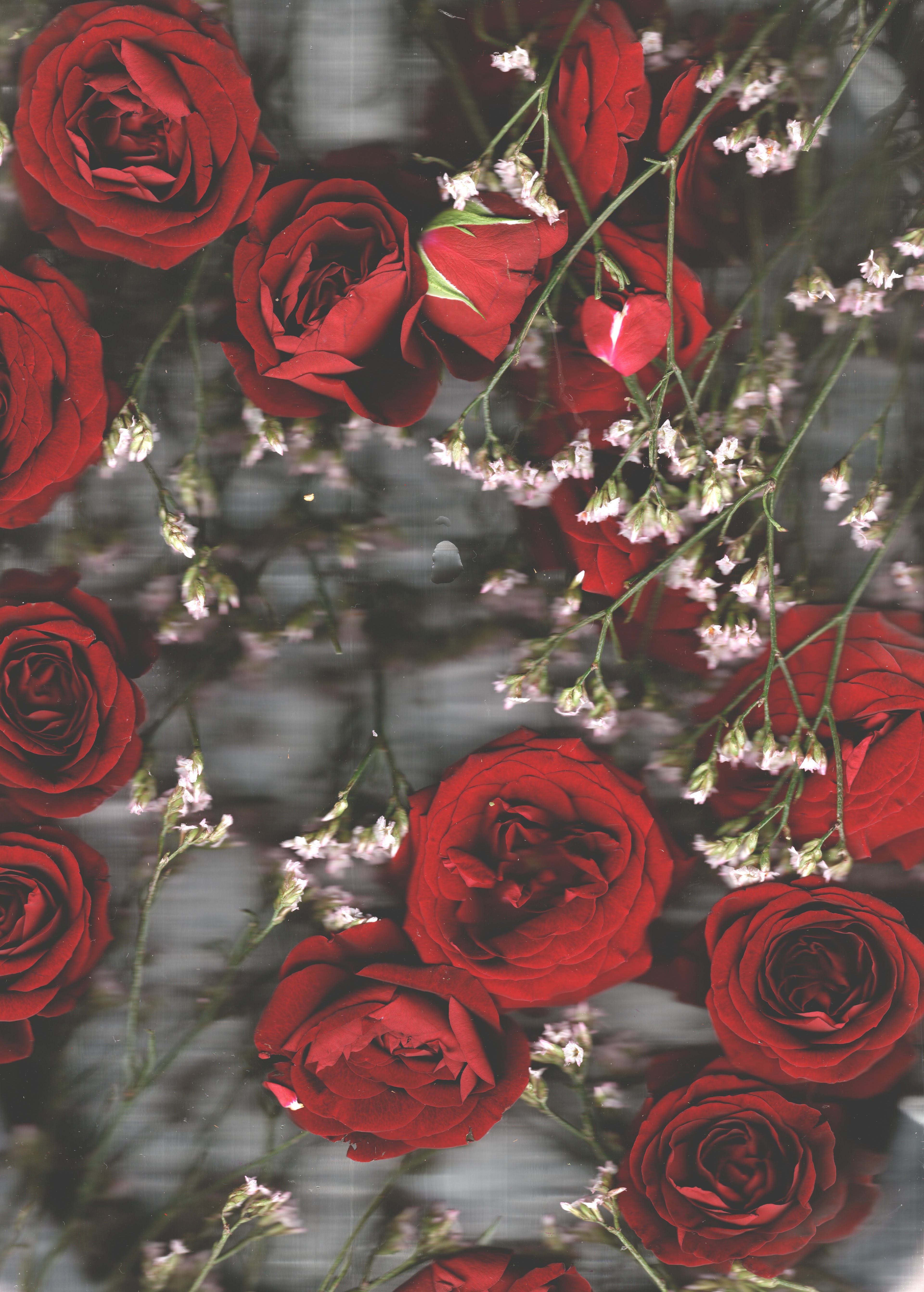 Red No. 3 — original botanical scanography fine art print by Zoey Solomon