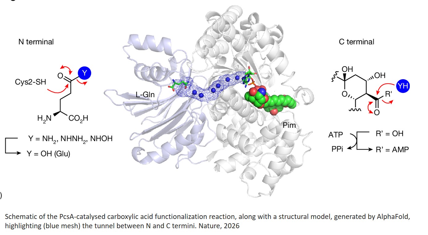 Developing potent polyene antifungals