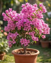 Imported Mini Formosa Bougainvillea Plant