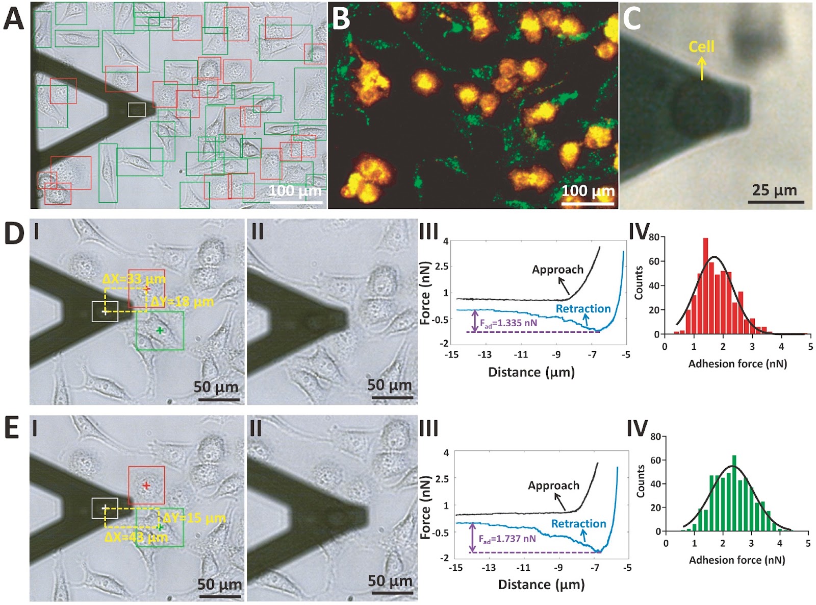 Label-free and rapid mechanics of single cells under high-density co-culture conditions by deep learning image recognition-assisted atomic force microscopy