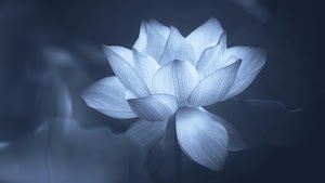 Lotus Flower Wallpaper
