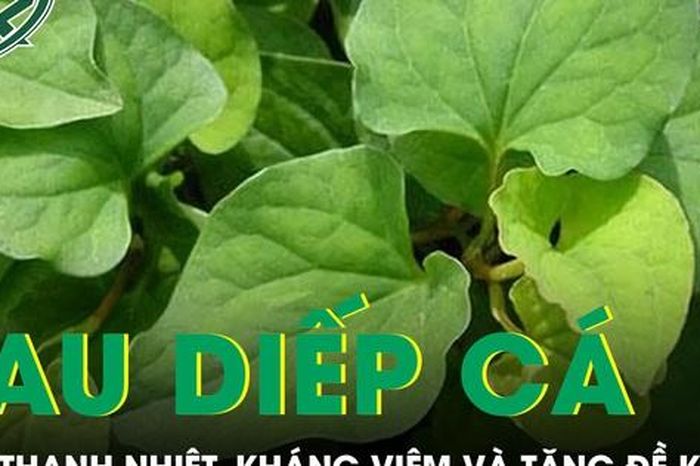 Rau diếp cá giúp thanh nhiệt kháng viêm và tăng đề kháng - Báo Sức Khỏe &amp; Đời Sống