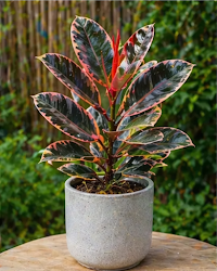 Ficus Elastica Rubber Plant Indoor