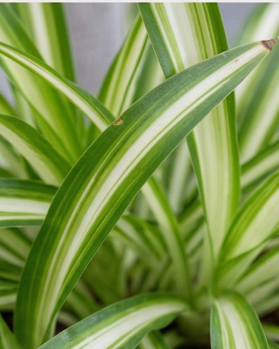 Spider Plant — view 3