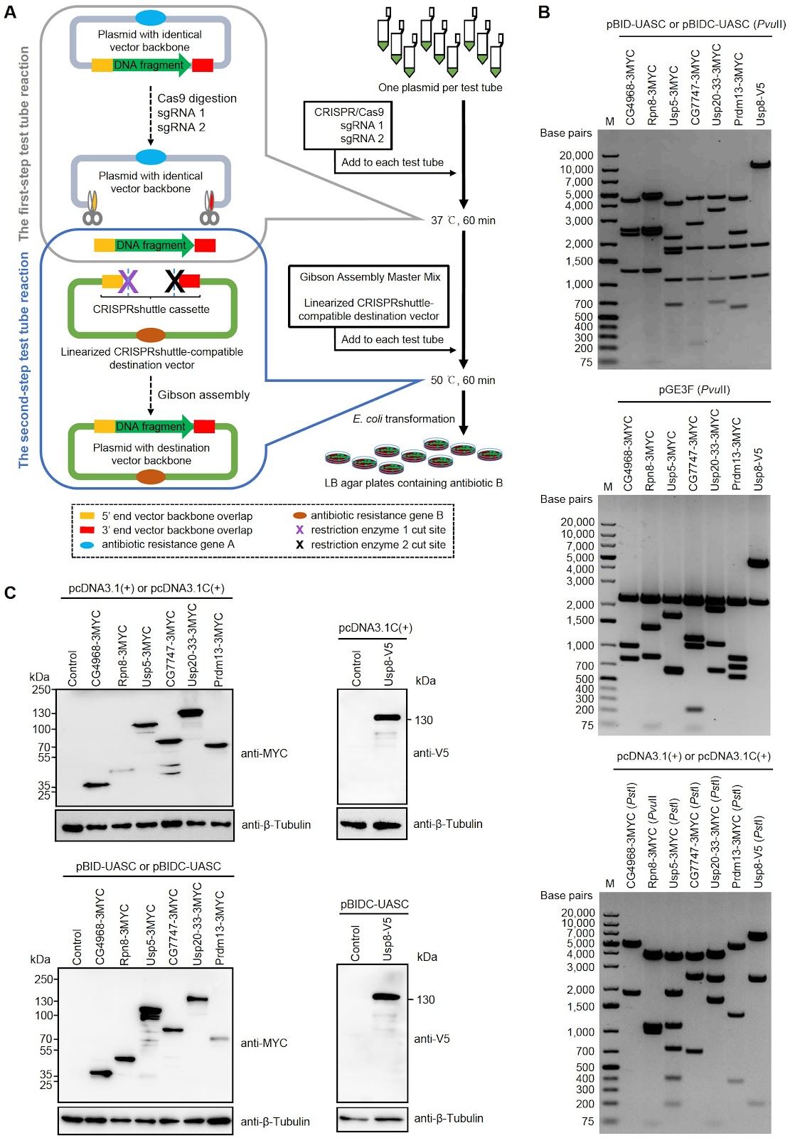 CRISPR-based shuttle cloning of 1397 human genes into UAS vectors
