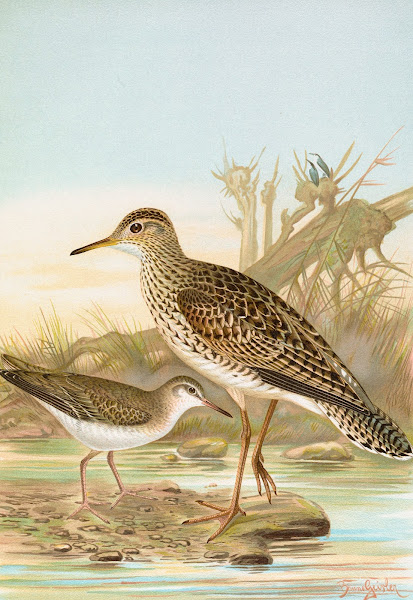 Bartramia longicauda Tringoides macularius