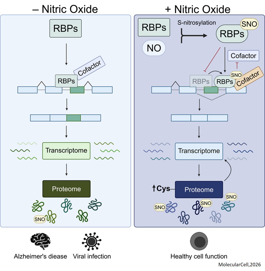 Nitric oxide drives proteomic diversity through alternative splicing