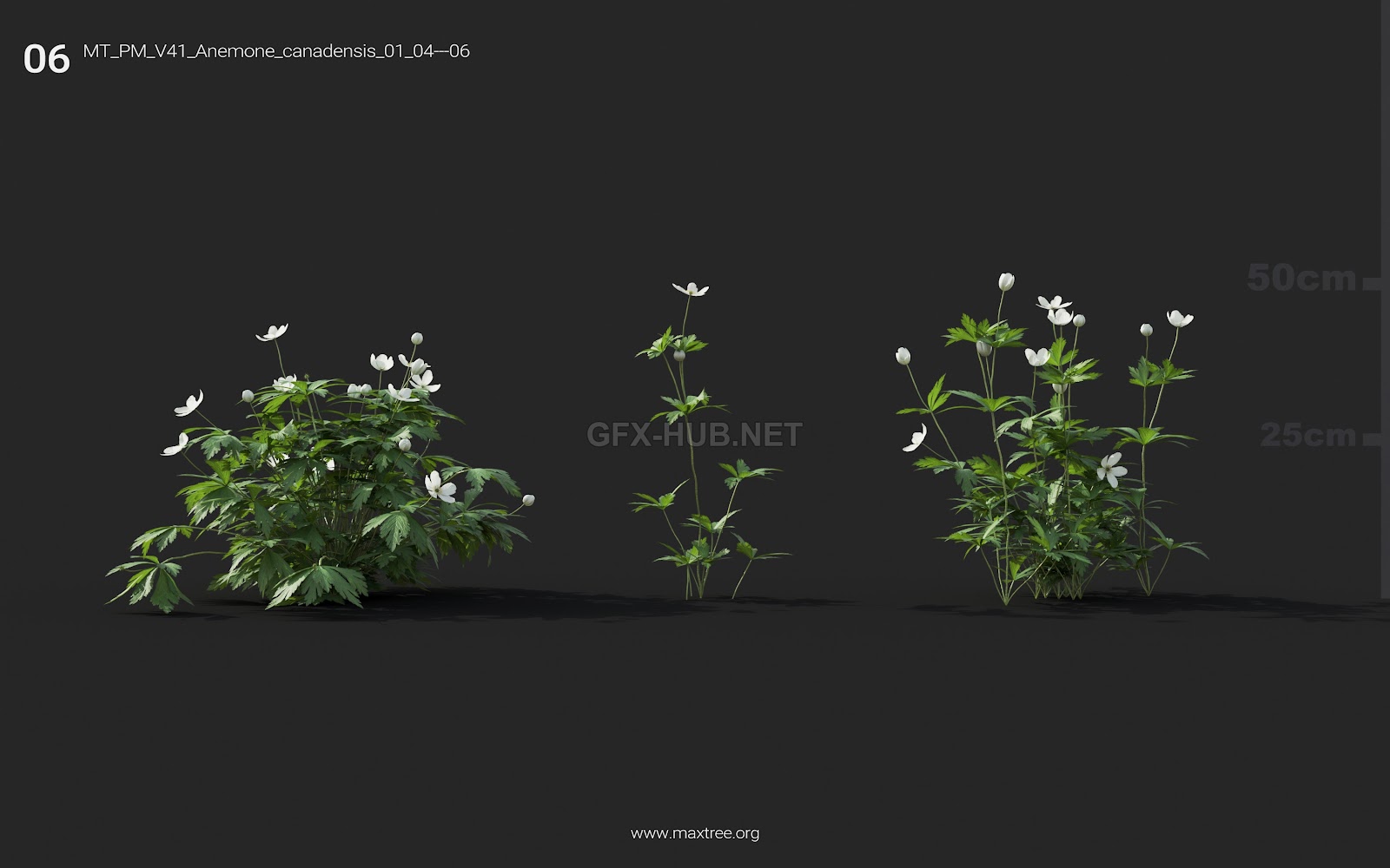 Maxtree - Plant Models Vol.41