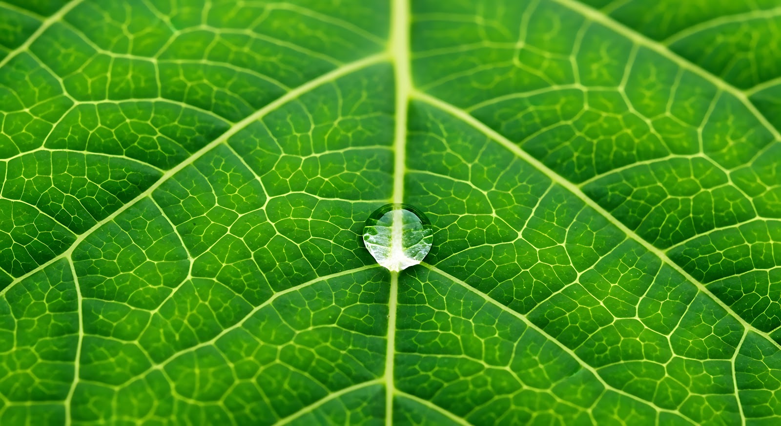 Macro Leaf Wallpaper