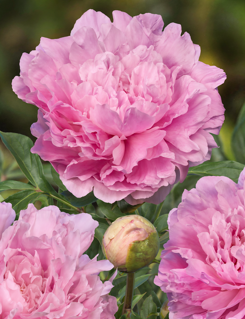 Paeonia lactiflora Dinner Plate in piena fioritura, fiori rosa pastello