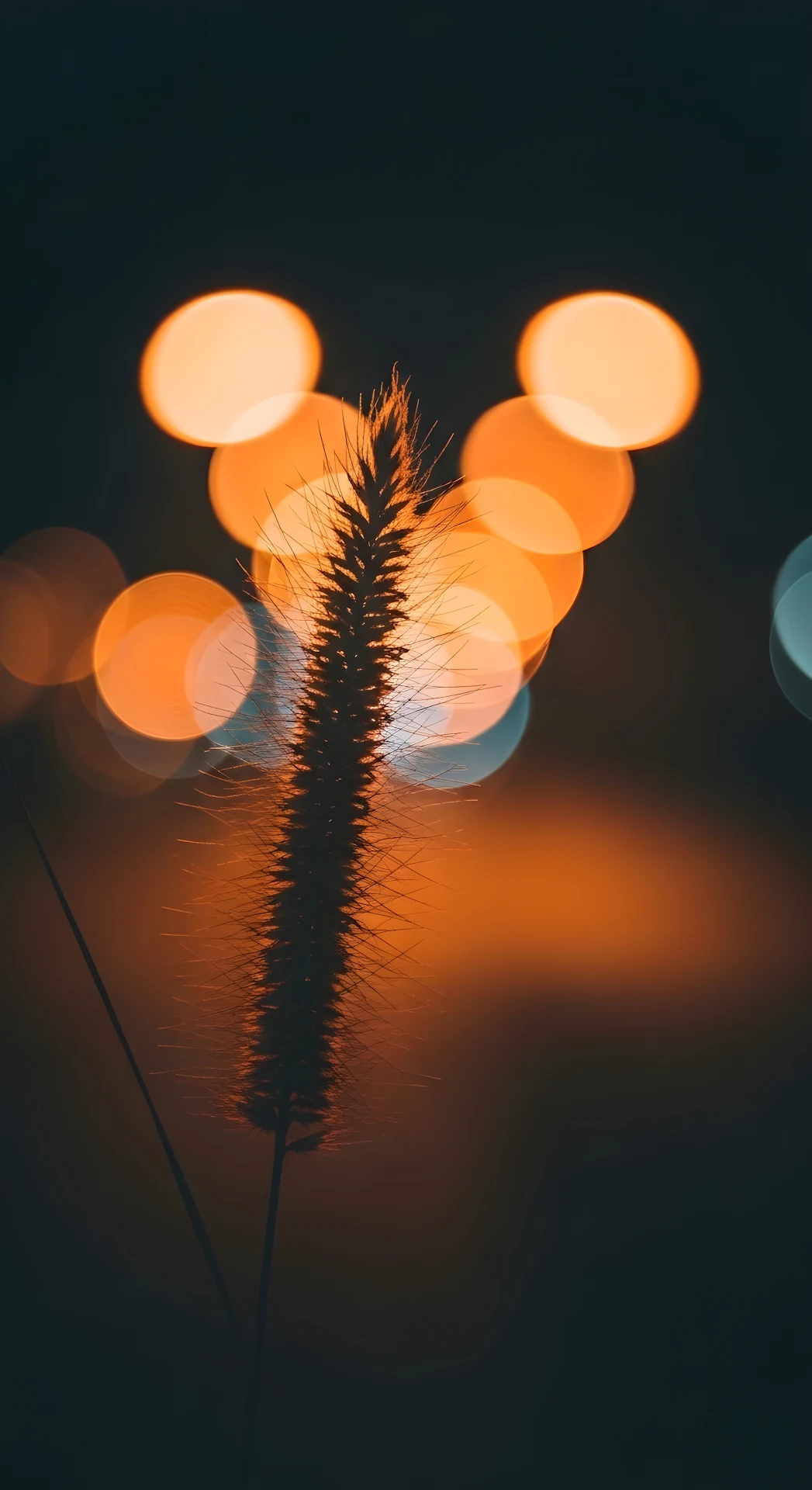 Close-up of Dried Grass Stalk in Foreground with Warm Bokeh City Lights Background - Free 4K mobile Wallpaper