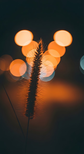Close-up of Dried Grass Stalk in Foreground with Warm Bokeh City Lights Background - Free mobile Wallpaper