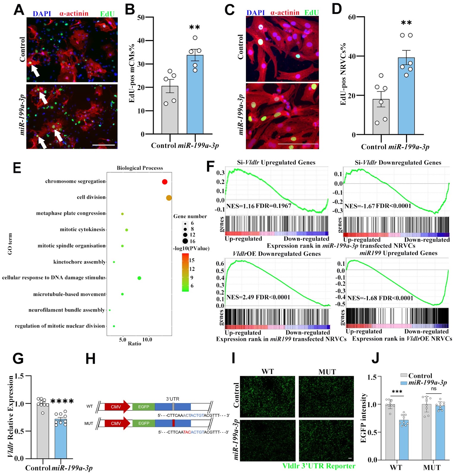 miR-199a-3p suppresses Vldlr expression to promote cardiomyocyte proliferation