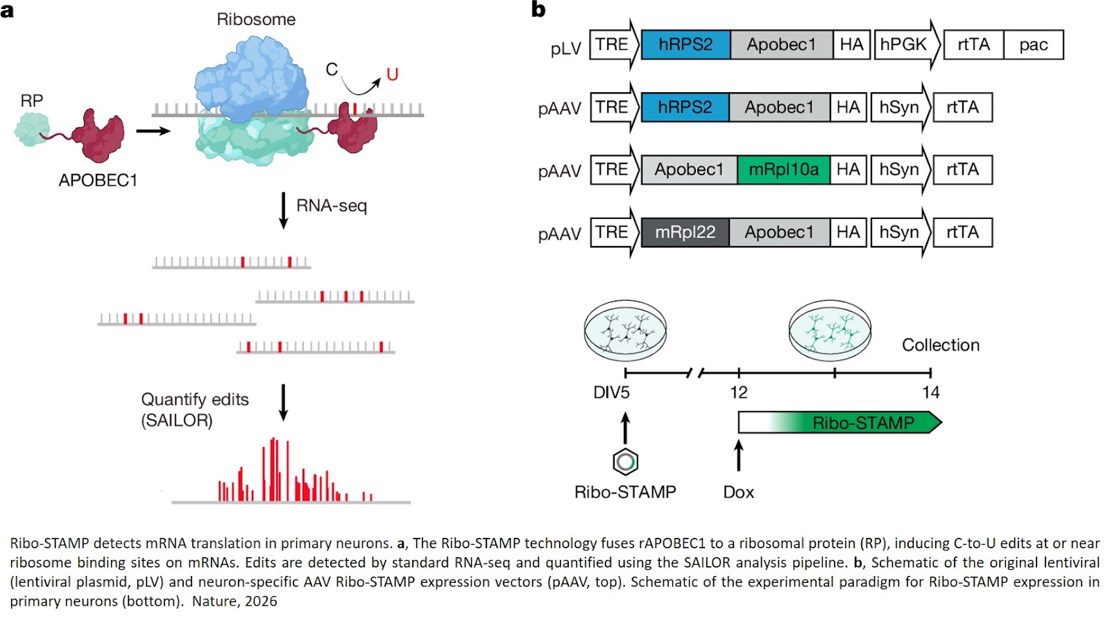 Single-cell and isoform-specific translational profiling of the mouse brain