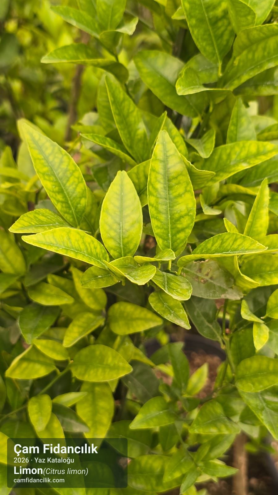 Limon - Citrus limon Çam Fidancılık Yalova