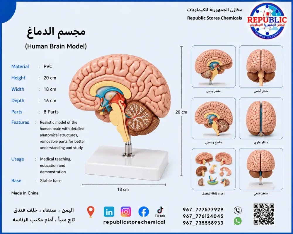 مجسم تشريح الدماغ تعليمي