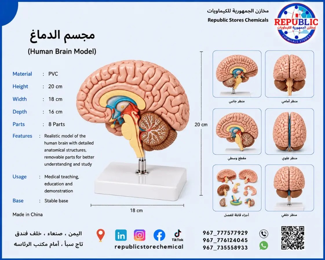 مجسم تشريح الدماغ تعليمي