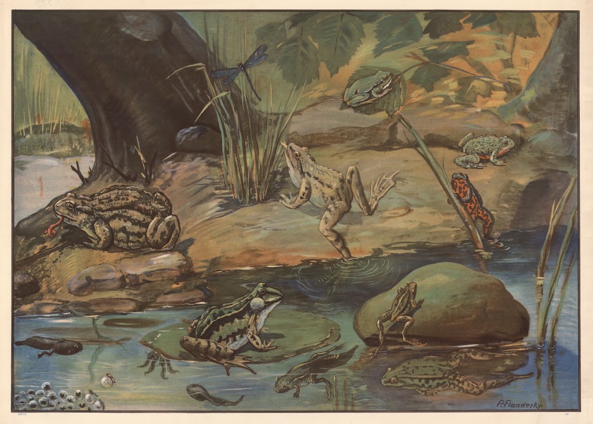 Frogs 1910