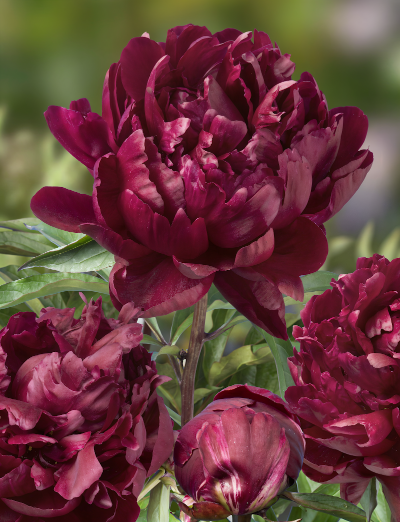 Paeonia Lactiflora Cherry Hill con fiori rosso rubino in piena fioritura