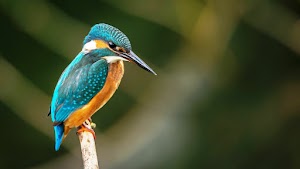 Bird Wallpaper