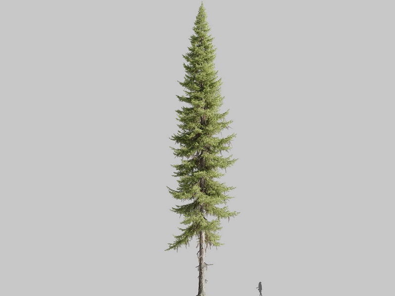 Maxtree - Plant Models Vol.126
