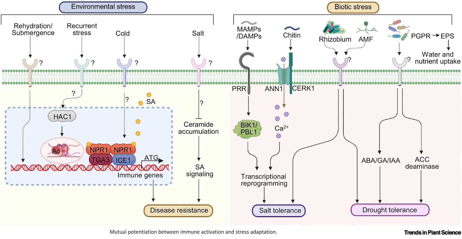 Plant cell surface receptors multitask!