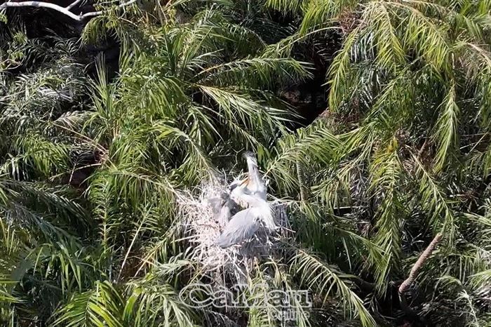 Lần đầu tiên cò nhạn sinh sản tại Vườn chim Bạc Liêu - Báo Cà Mau