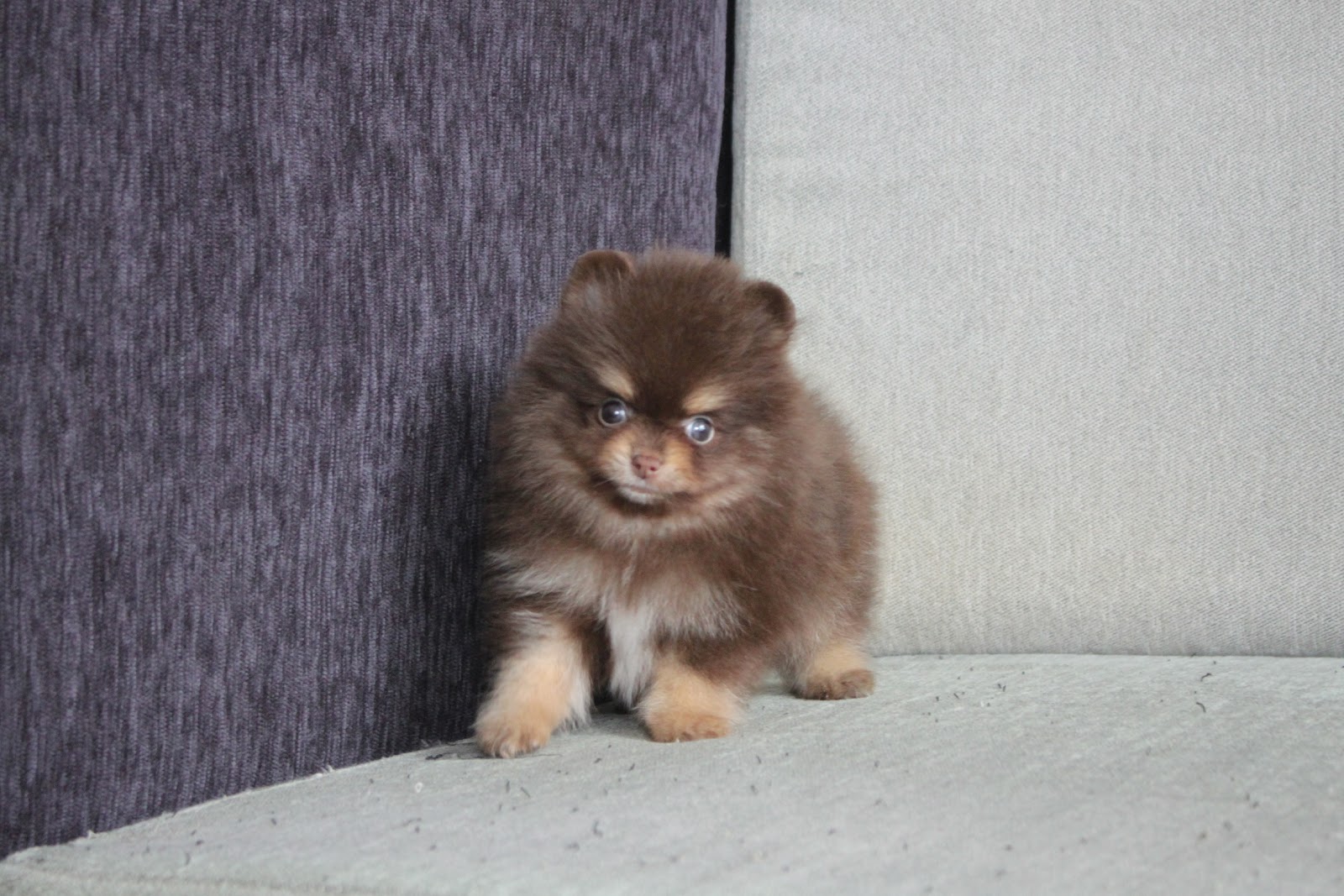 12/11出生 高端優質迷你松鼠博美巧克力四目弟弟