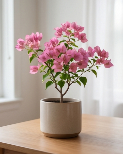 Imported Jinnah Bharat Bougainvillea Plant
