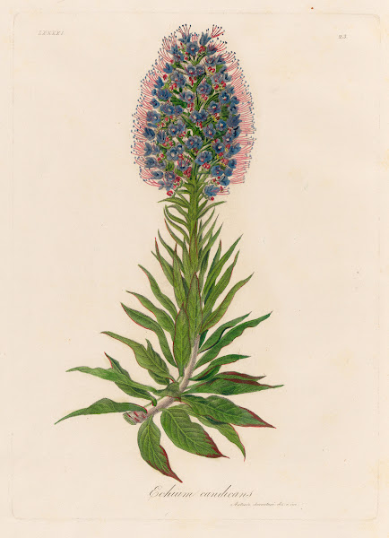 Echium candicans 1818 1824