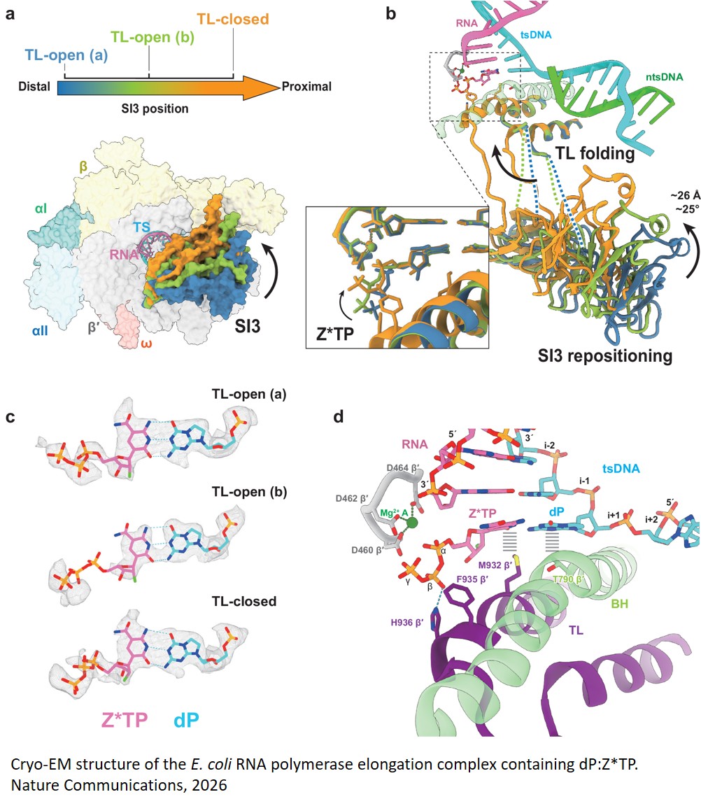 Structural basis of transcription of the hachimoji eight-letter alphabet by E. coliRNA polymerase