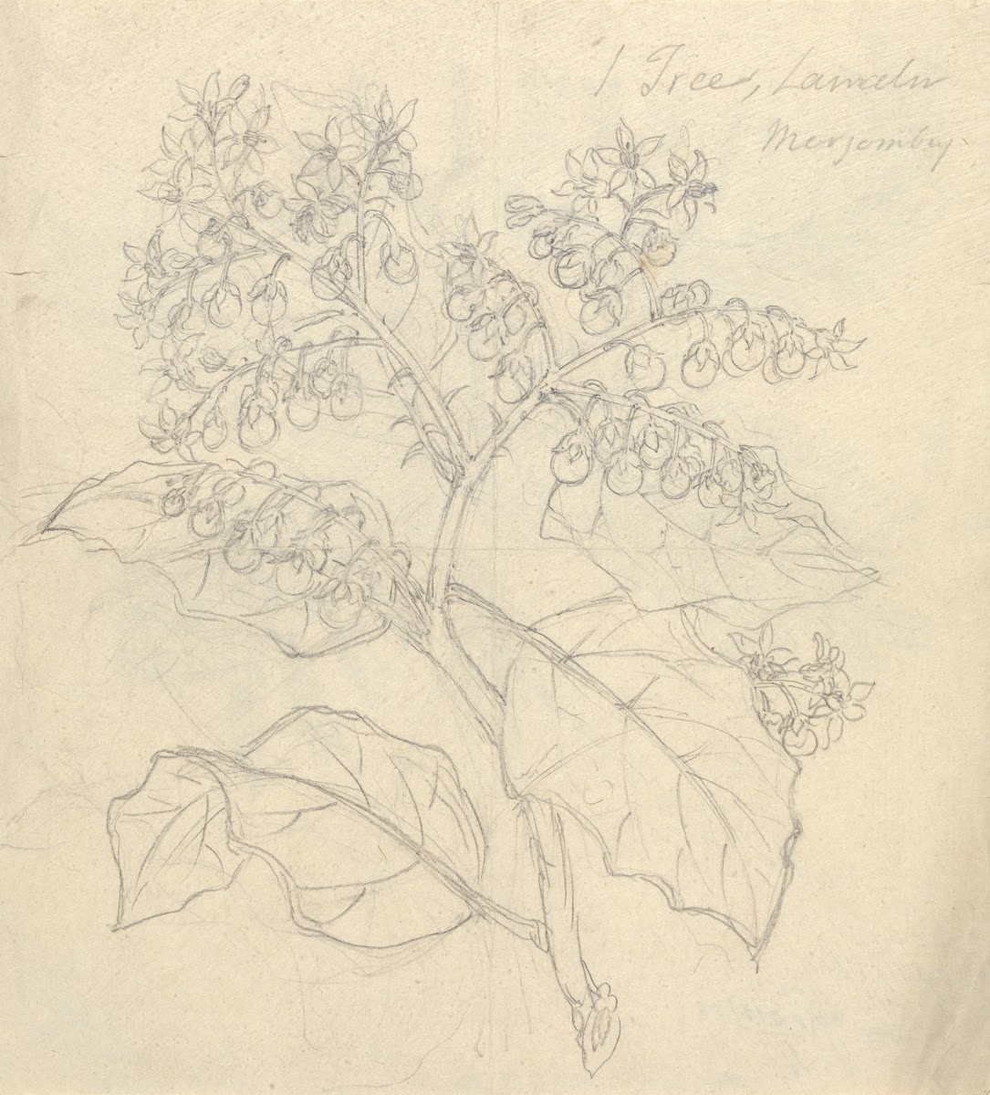 Solanum Adoense