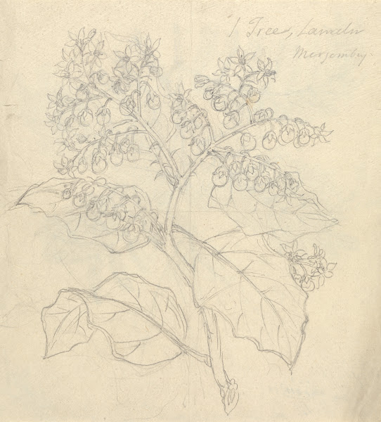 Solanum Adoense