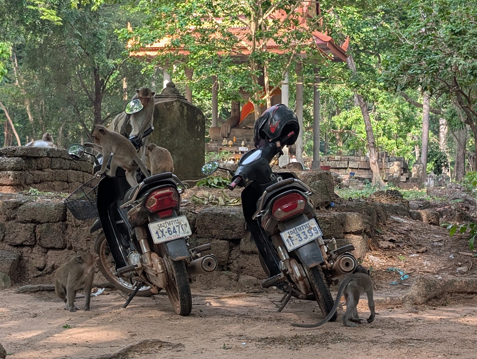 A photo of two motorbikes with five monkeys hanging out on
                 and around the bikes, one monkey chewing on one of mirrors