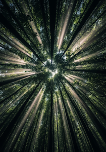 Ethereal Forest Canopy Light