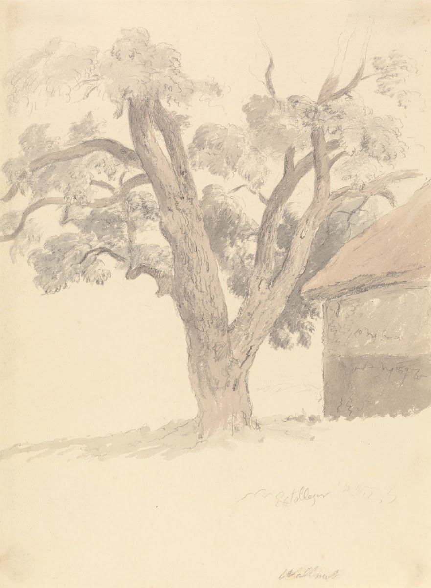 Walnut Tree ca 1826