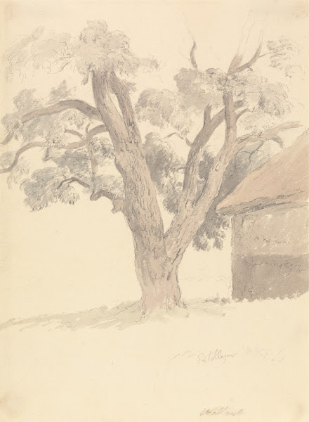 Walnut Tree ca 1826