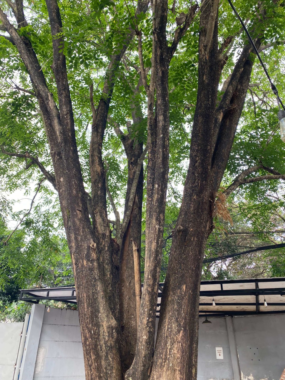 image of Rosewood Tree