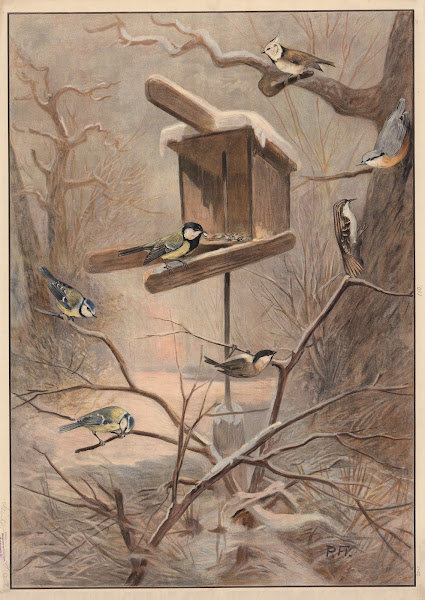 Titmice 1909