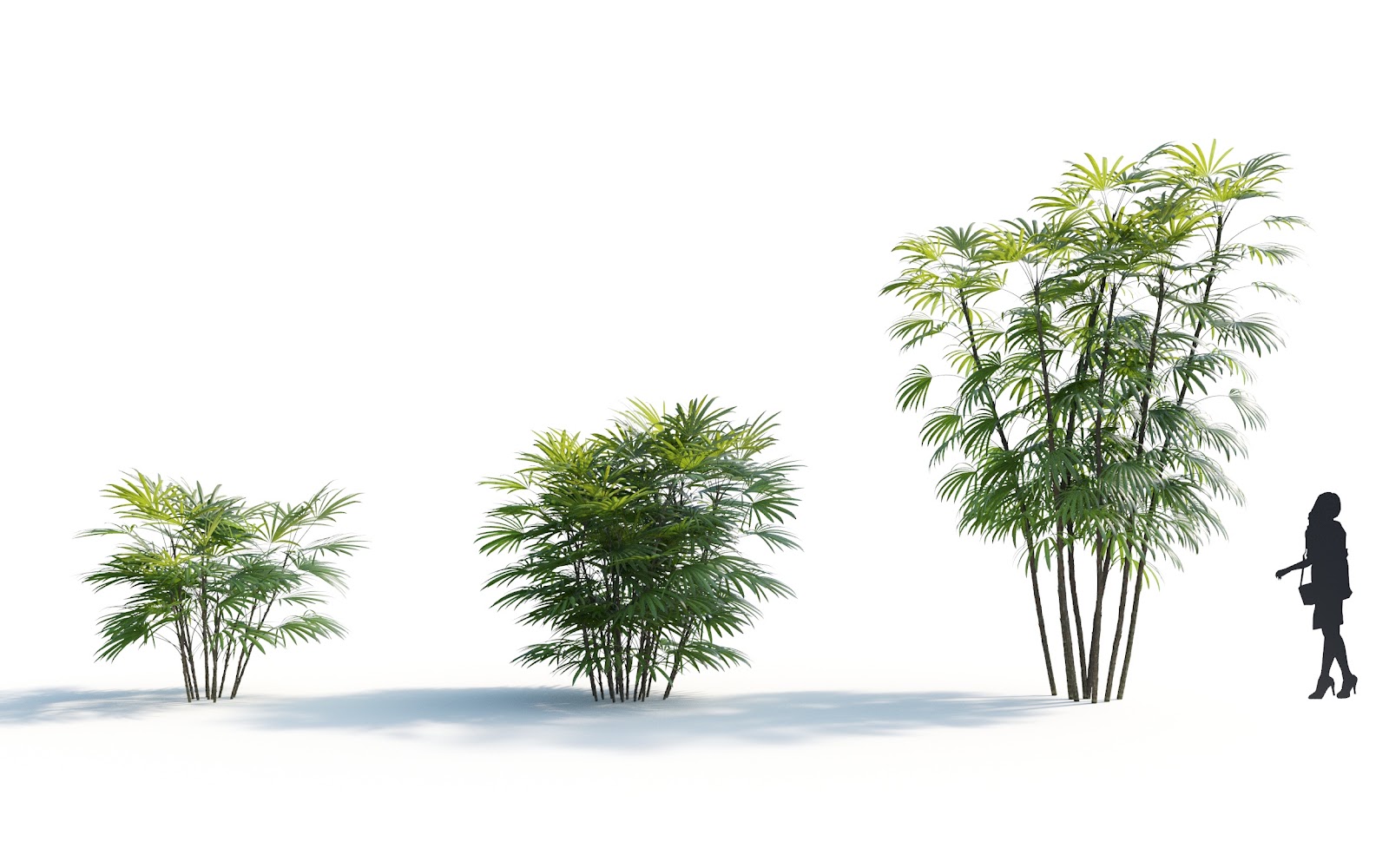 Maxtree - Plant Models Vol.7