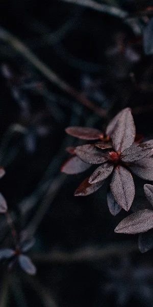 Dark, Botanical, Leaves, Closeup, Night Full HD Wallpaper Background
