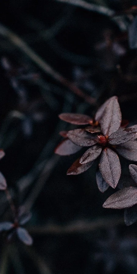 Dark, Botanical, Leaves, Closeup, Night Full HD Phone Wallpaper