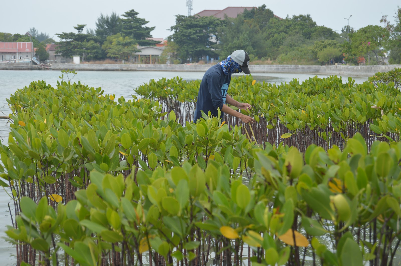 Harapan Island, Kepulauan Seribu is one of the locations suitable for mangrove planting in Indonesia.